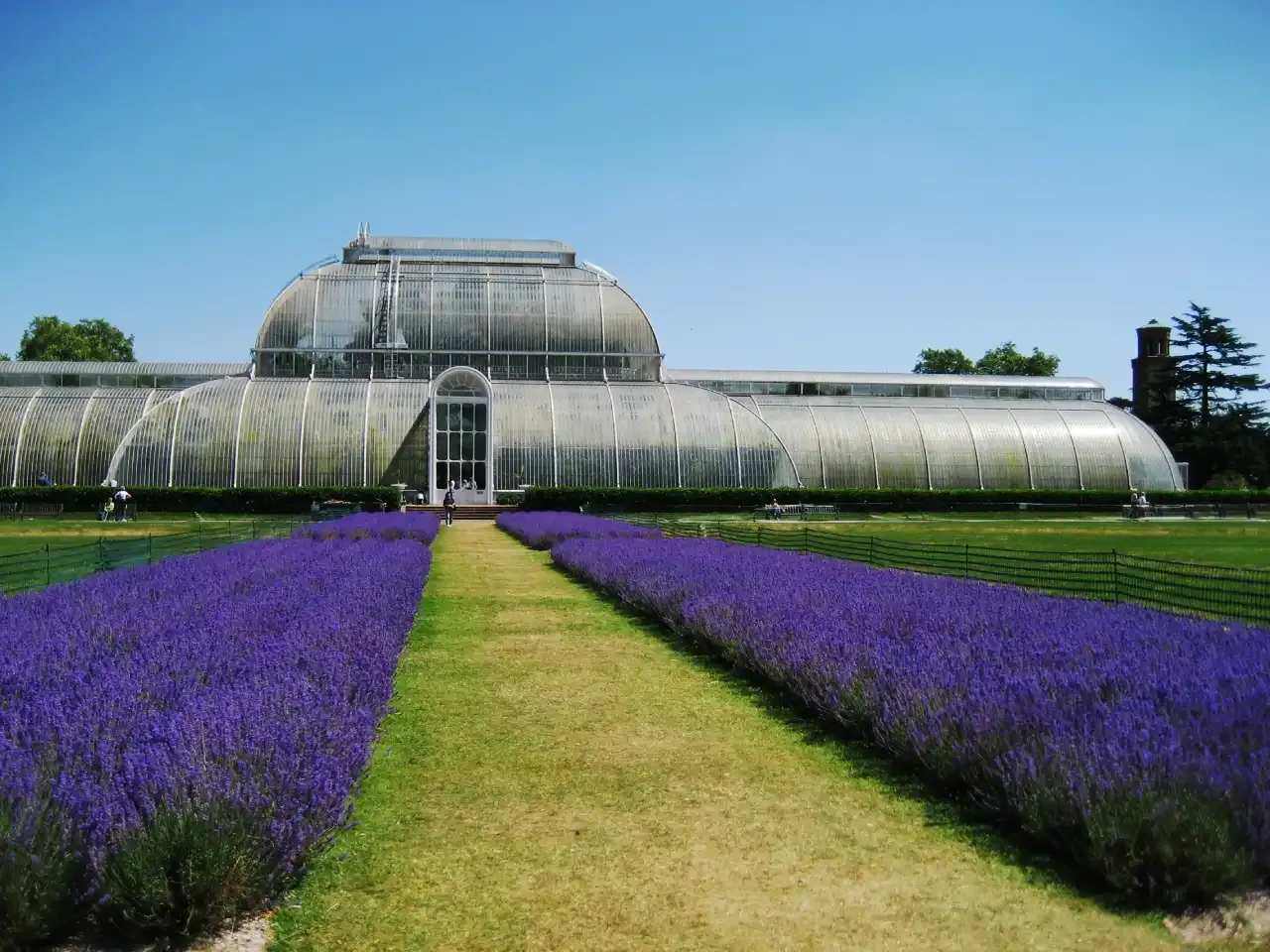Lavender in Kew Gardens