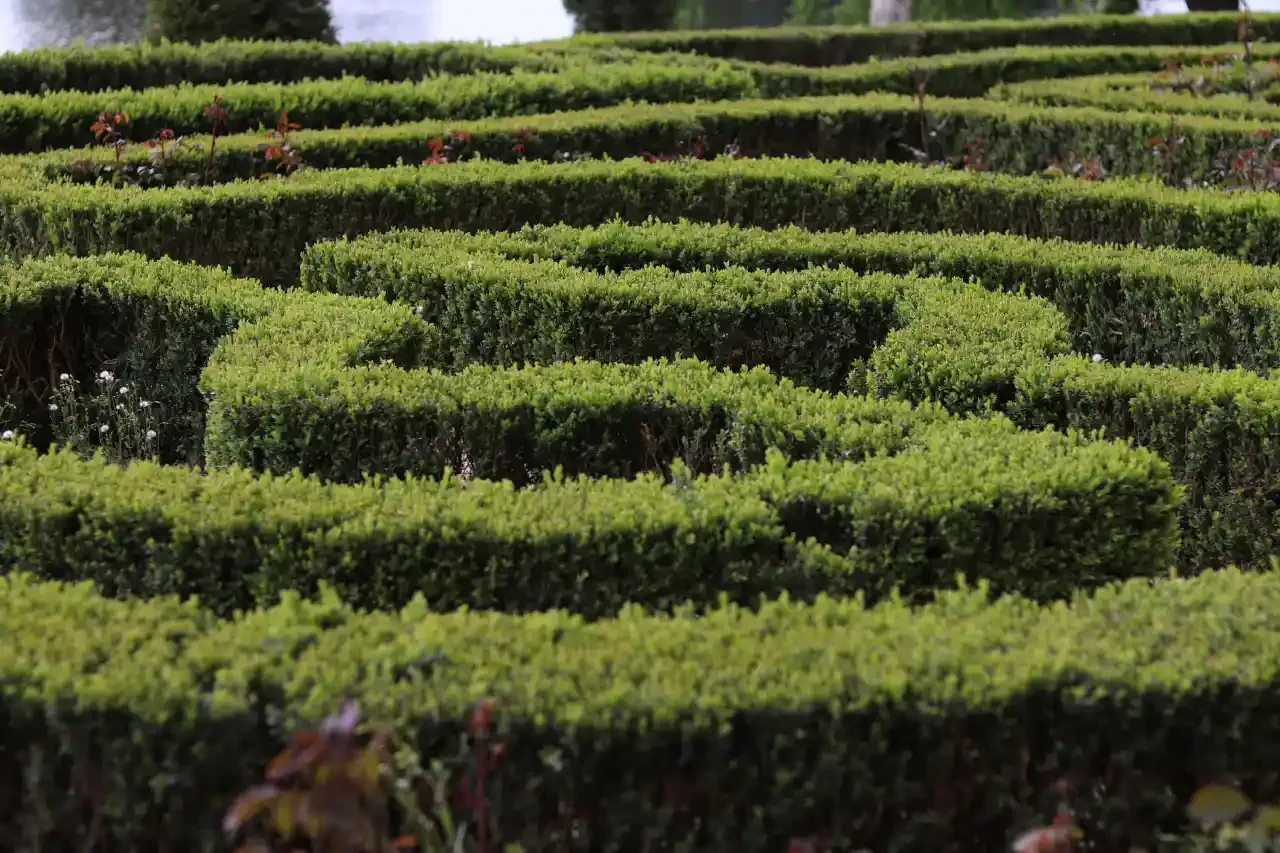 Maze of the Schönbrunn
