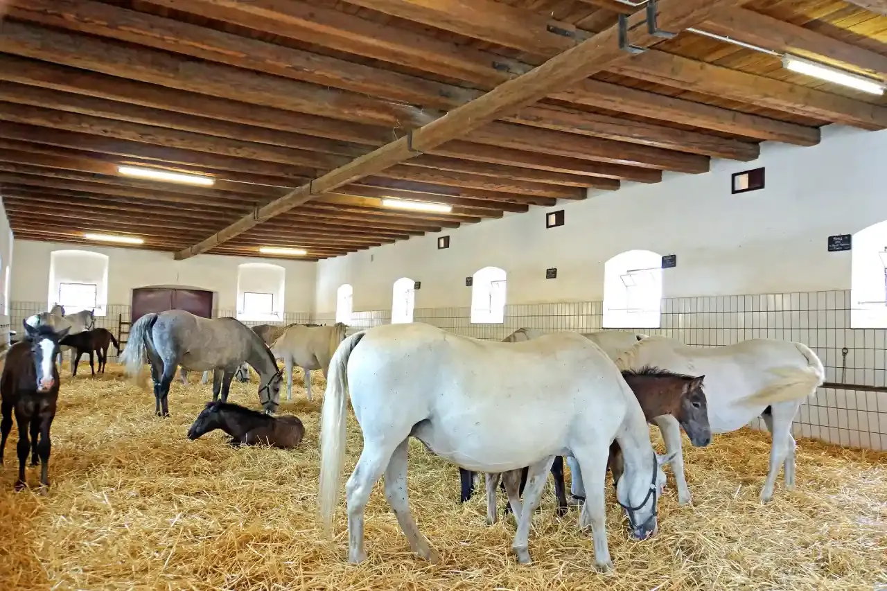 Piber Federal Stud